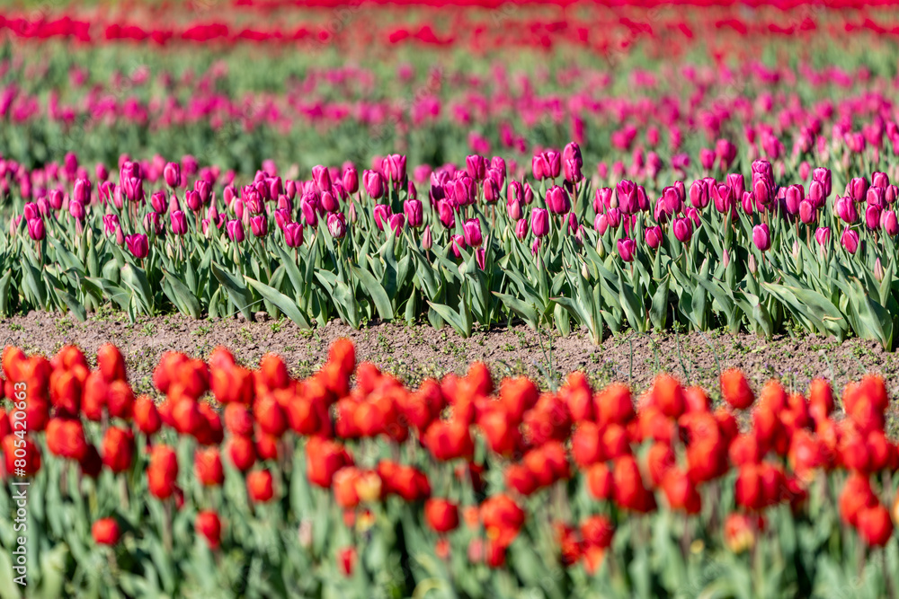 Rows of colorful tulips planted on a farm. Virginia Rows of colorful tulips planted on a farm. Virginia