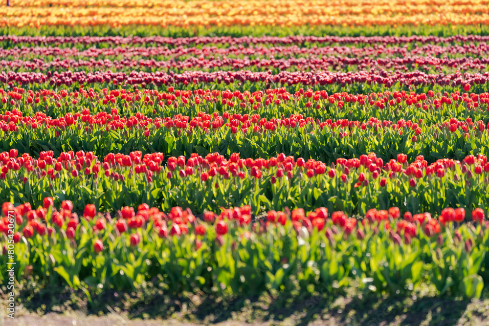 Rows of colorful tulips planted on a farm. Virginia