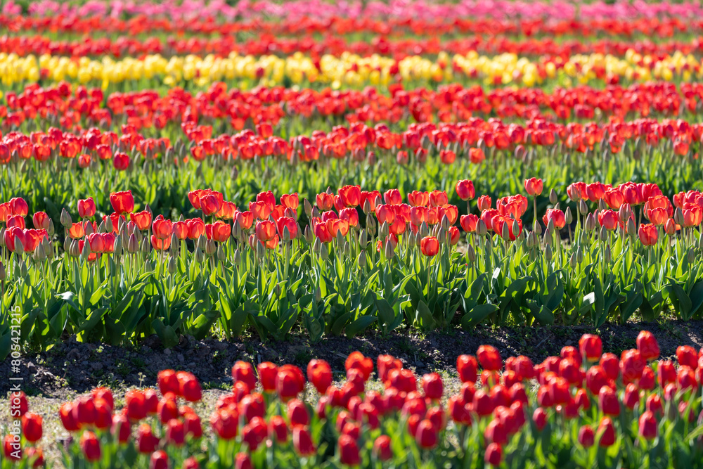 Rows of colorful tulips planted on a farm. Virginia