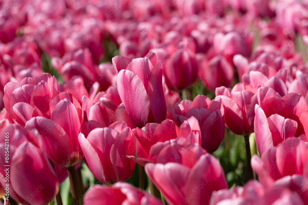 Pretty pink tulips growing in the spring sunshine Pretty pink tulips growing in the spring sunshine