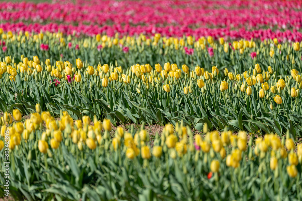 Rows of colorful tulips planted on a farm. Virginia Rows of colorful tulips planted on a farm. Virginia
