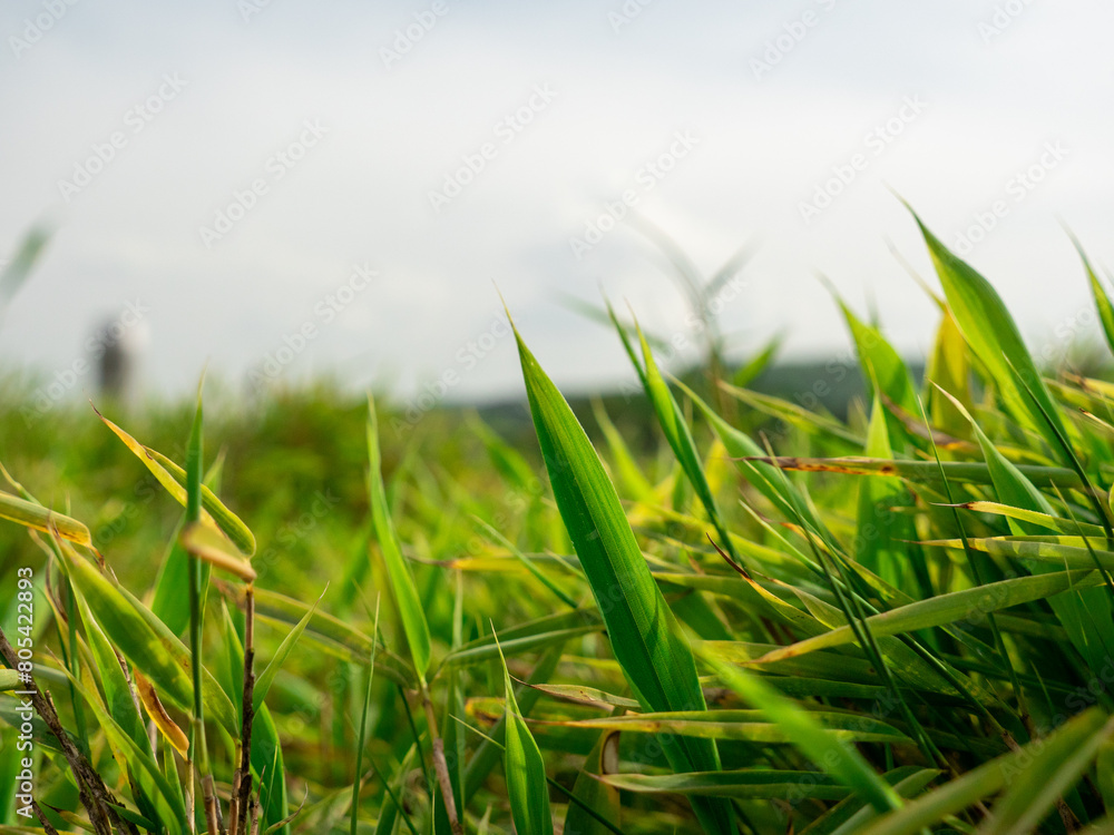 bean shot of grass with plains blurred in the sky in the background, their directions more beautiful as a background for text free spaces
