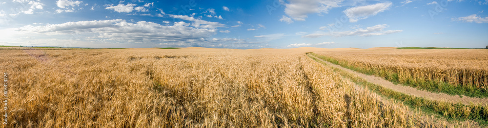 Panoramic View of Golden Wheat Field in Andalusia Panoramic View of Golden Wheat Field in Andalusia