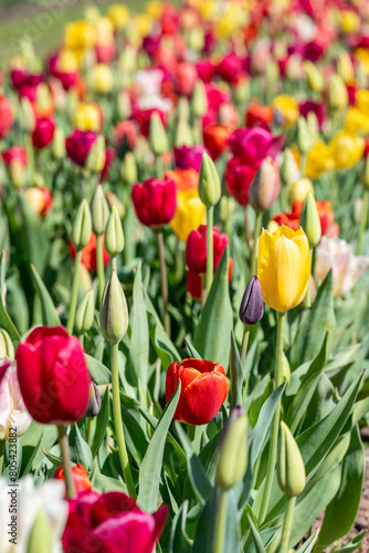 Yellow and red tulips growing in the spring sunshine
