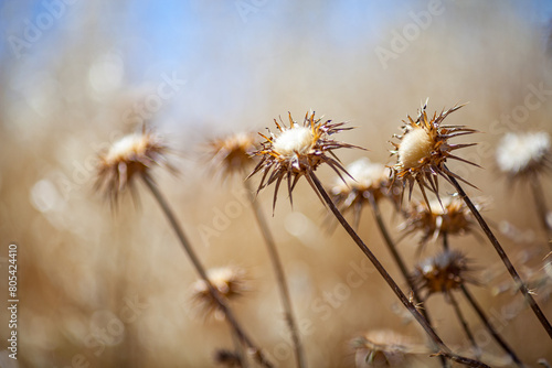 Thistles Against a Blue Sky in Andalucia