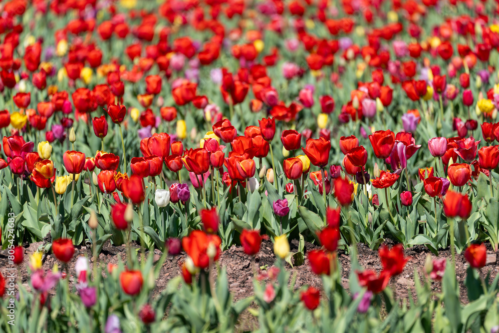 Mix of multicolored tulips growing in a farm flower field in the springtime