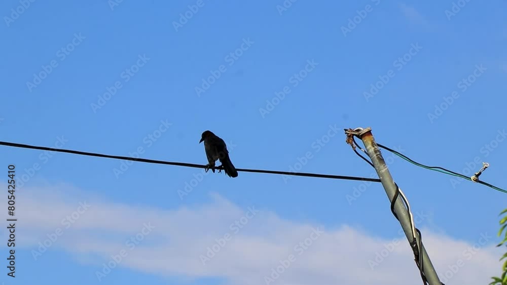 Great tailed Grackle bird on power pole cable in Mexico. Great tailed Grackle bird on power pole cable in Mexico.