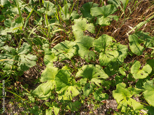 Southern Urals, Petasites radiatus on the river bank. photo