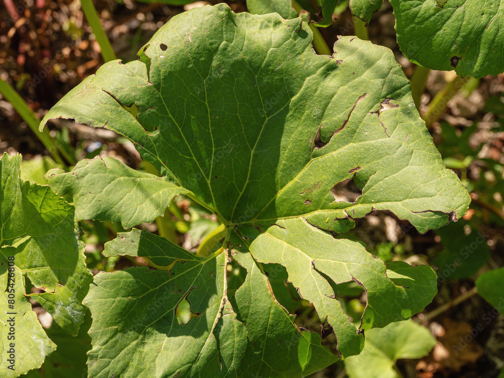 Obraz premium Southern Urals, Petasites radiatus on the river bank.