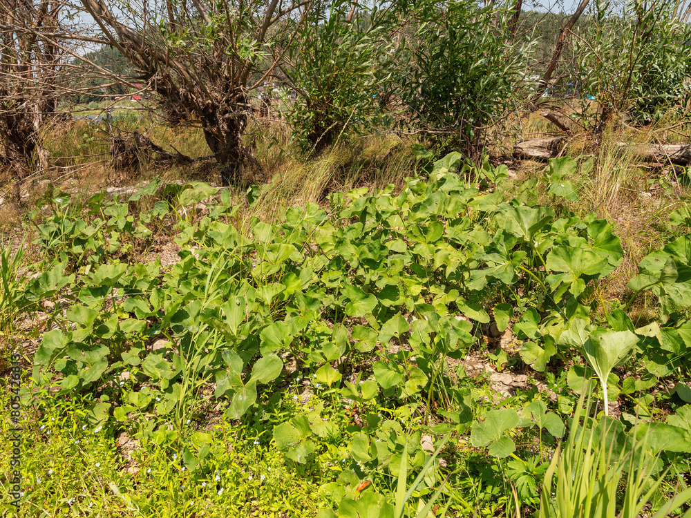 Southern Urals, Petasites radiatus on the river bank. Southern Urals, Petasites radiatus on the river bank.