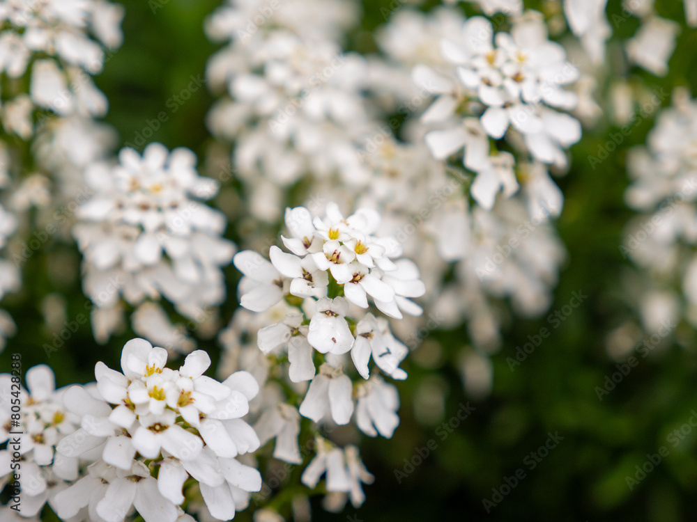 Detail shots of evergreen candytuft with different focus levels and blurred effects Detail shots of evergreen candytuft with different focus levels and blurred effects