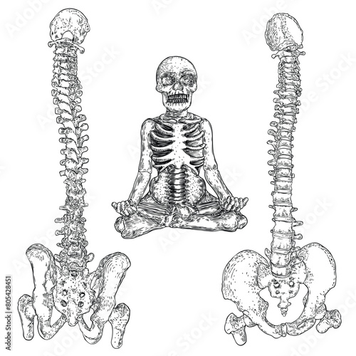 Human spine bones anatomy with Intervertibral disks, Cervical, Thoracic, Lumbar vertebrae and Pelvis Sacrum Ilium Oschium, Coccyx bones. Hand drawing sketch. Vector.