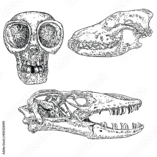 Skulls of dead animals including Komodo dragon lizard. Stylized drawing of wolf dog coyotes head bones. Decorative drawn Alien UFO creature face. Witchcraft, voodoo magic attribute. Halloween. Vector photo