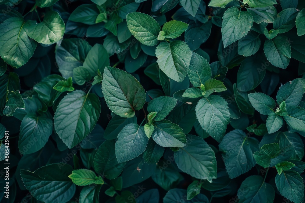 Close-Up Of Dark green leaves. Beautiful simple AI generated image in 4K, unique. Close-Up Of Dark green leaves. Beautiful simple AI generated image in 4K, unique.