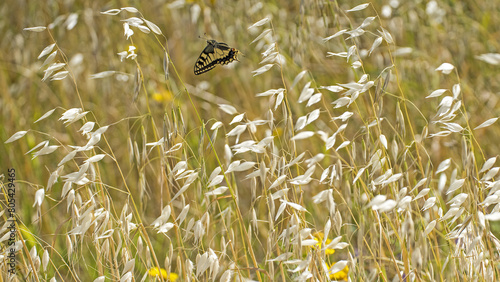Papilio machaon, in volo tra l'avena selvatica