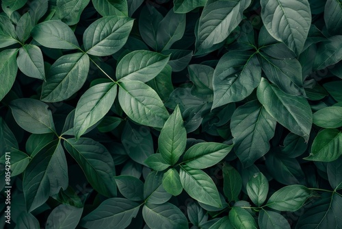 Wallpaper Mural Close-Up Of  Dark green leaves. Beautiful simple AI generated image in 4K, unique. Torontodigital.ca