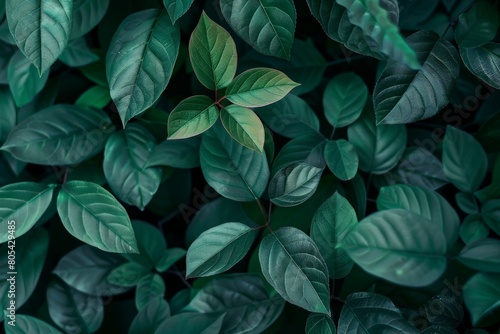 Wallpaper Mural Close-Up Of  Dark green leaves. Beautiful simple AI generated image in 4K, unique. Torontodigital.ca