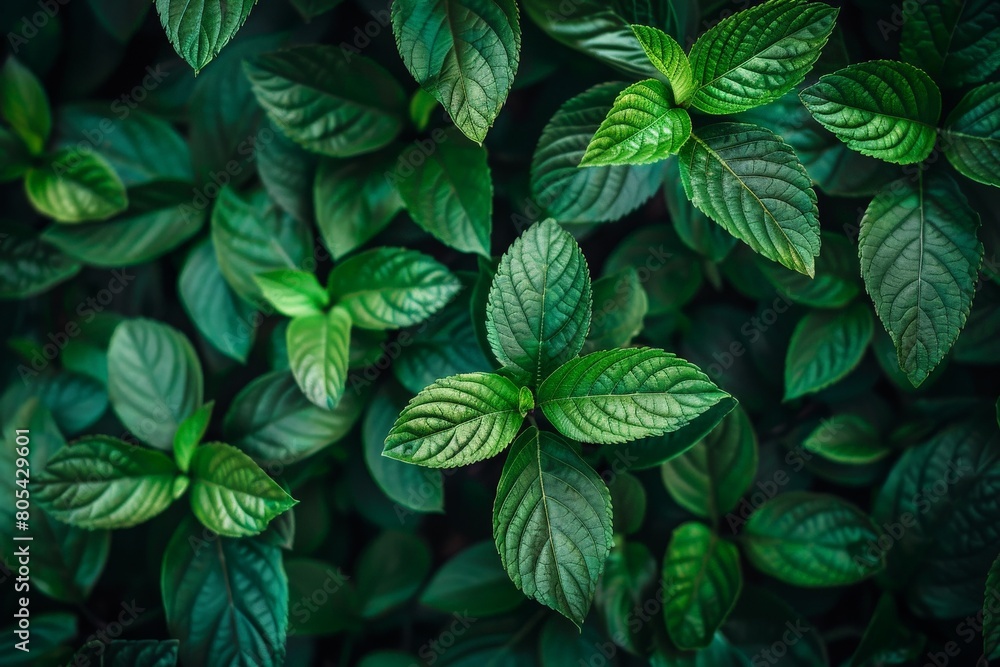 Close-up of Agave univittata plants dark green leaves. Abstract natural green leaf wallpaper pattern texture background.. Beautiful simple AI generated image in 4K, unique. Close-up of Agave univittata plants dark green leaves. Abstract natural green leaf wallpaper pattern texture background.. Beautiful simple AI generated image in 4K, unique.