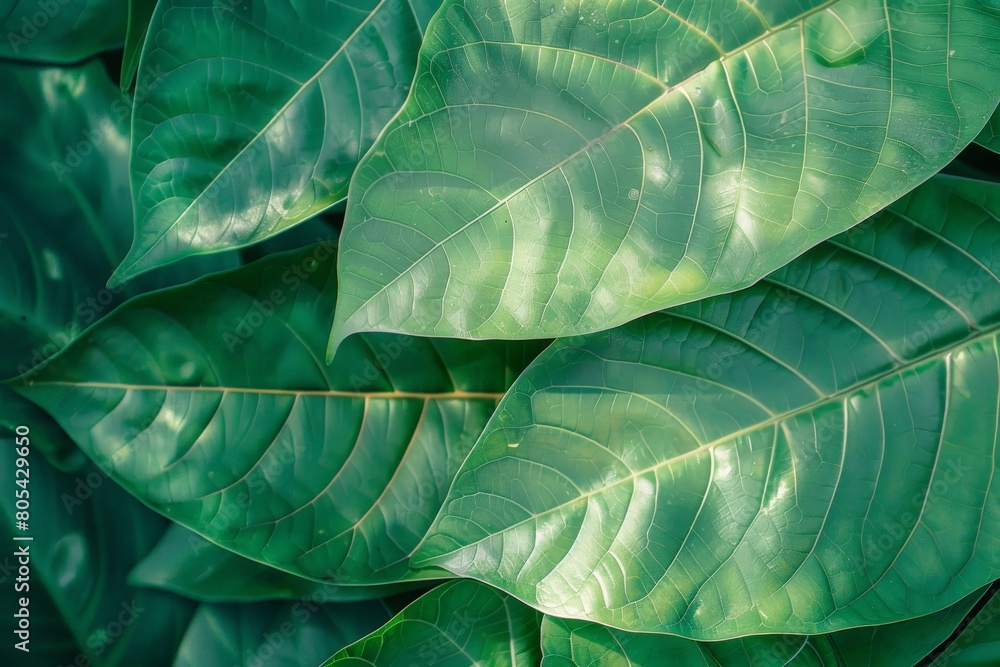 Nature concept. Layout with texture a green leaf close-up. Background with Leaves vintage dark green color and white frame. Beautiful simple AI generated image in 4K, unique. Nature concept. Layout with texture a green leaf close-up. Background with Leaves vintage dark green color and white frame. Beautiful simple AI generated image in 4K, unique.