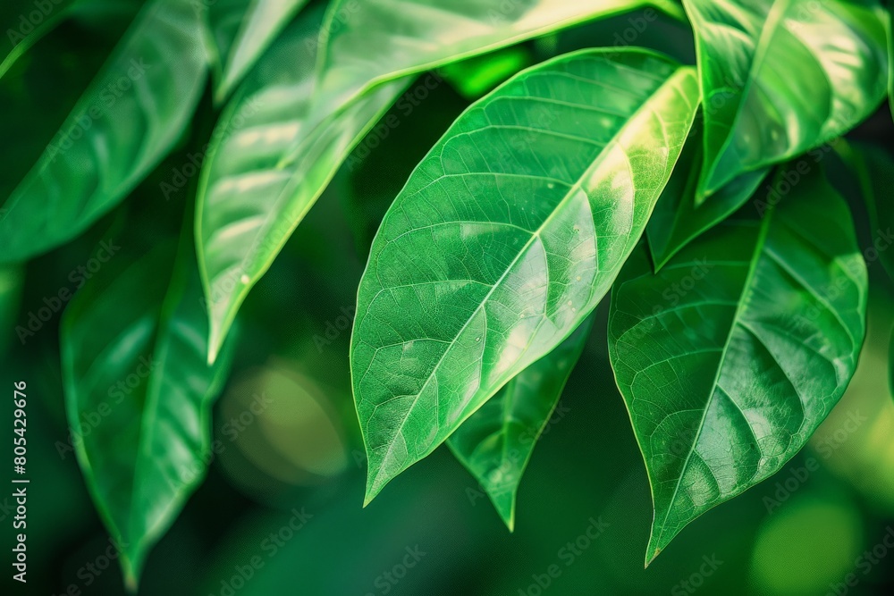 Close-Up Of Dark green leaves. Beautiful simple AI generated image in 4K, unique. Close-Up Of Dark green leaves. Beautiful simple AI generated image in 4K, unique.