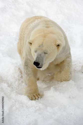 orso polare © piero