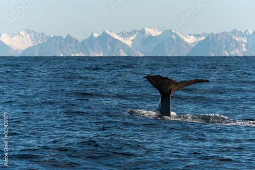 balena che si immerge