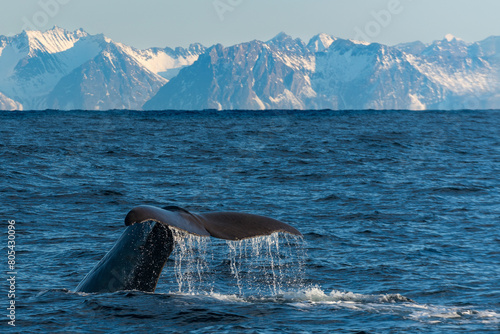 coda di balena che si immerge photo