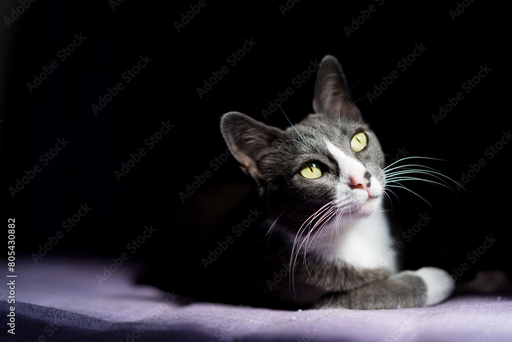 Kitty in chiaroscuro Kitty in chiaroscuro