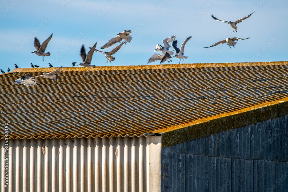 Seagulls Taking Flight From Isla Mayor Toolshed, Sevilla