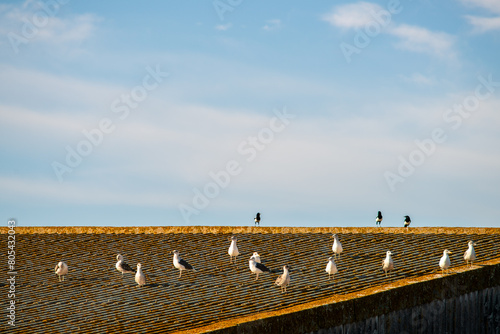 Seagulls Perched on Isla Mayor Tool Shed in Sevilla © Felipe Rodríguez