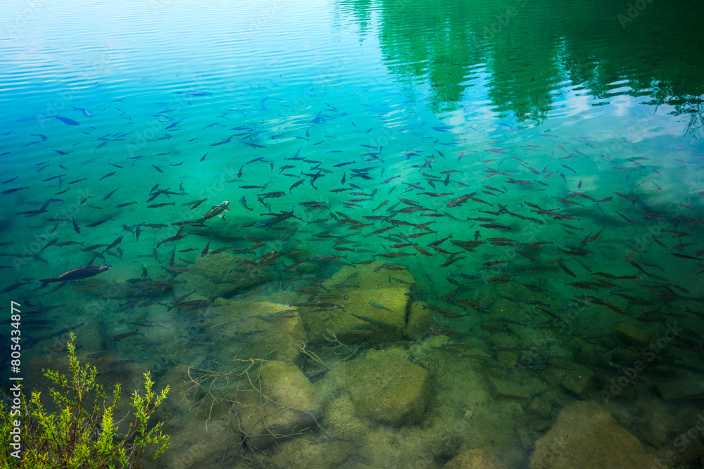 Lots of fish in crystal clear, turquoise water. Quarry in Jaworzno. Excavators Quarry