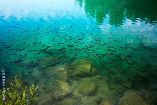 Obraz na płótnie Lots of fish in crystal clear, turquoise water. Quarry in Jaworzno. Excavators Quarry w salonie