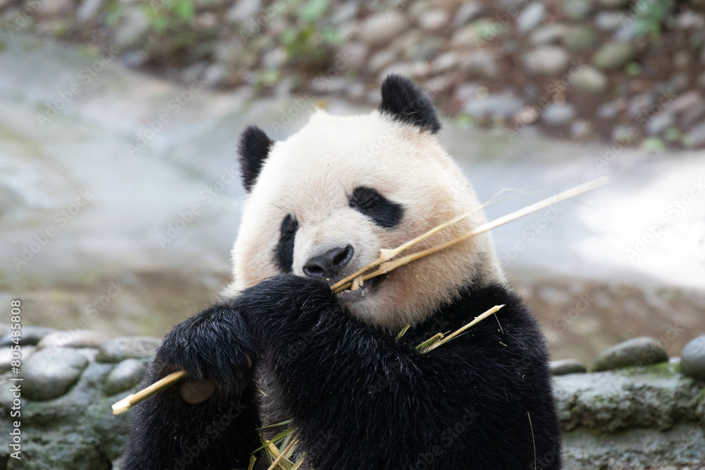 Obraz premium Close up Giant Panda in Chengdu panda Base, China