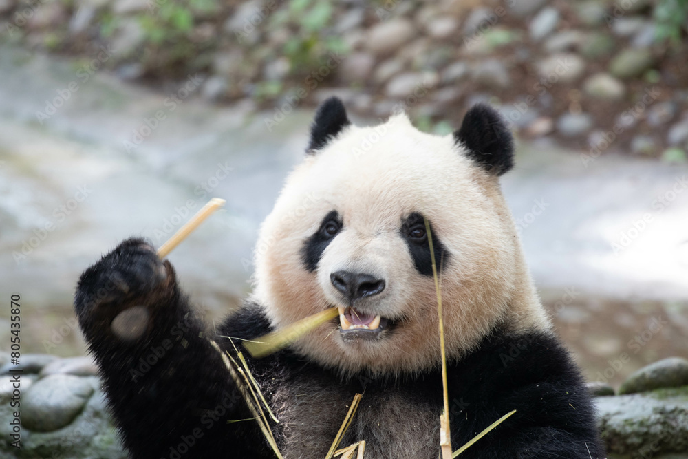 Fototapeta premium Close up Giant Panda in Chengdu panda Base, China