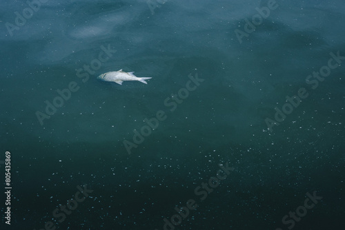 dead fish drifting on water 