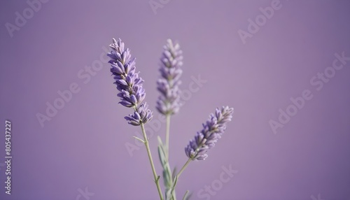 Minimalistic purple background with lavender