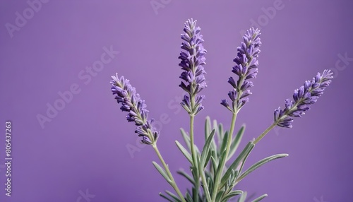 Minimalistic purple background with lavender