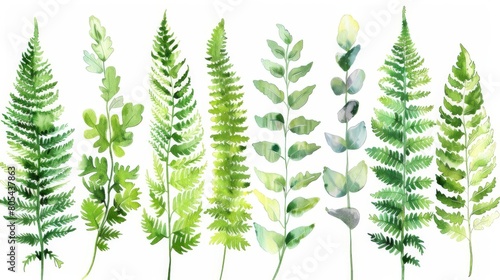 Delicate greenery. Watercolor set with hand drawn fern, eucalyptus and other leaves. Botanical illustration isolated on white background.