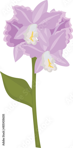 Purple orchid flower illustration on transparent background. 