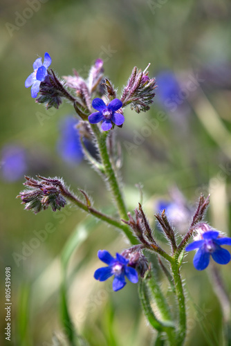Macrophotographie de fleur sauvage - Buglosse azurée - Anchusa azurea