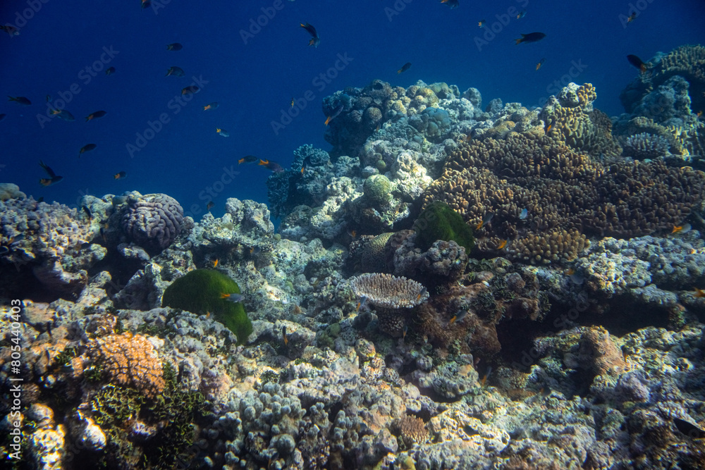 Vibrant coral reef with hundreds of glass fish at the SS Yongala ship wreck, Great Barrier Reef, Australia Vibrant coral reef with hundreds of glass fish at the SS Yongala ship wreck, Great Barrier Reef, Australia