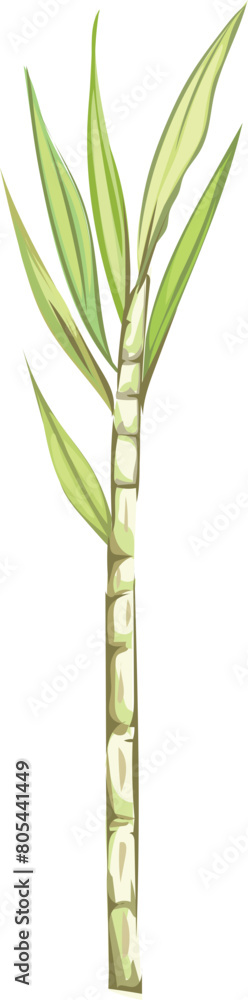 Sugar cane tree illustration on transparent background.
Sugar cane tree illustration on transparent background.