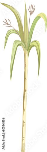 Sugar cane tree illustration on transparent background.
