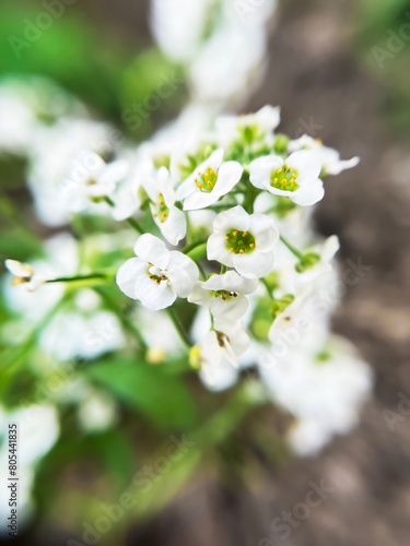 White Alyssum flowers close -up