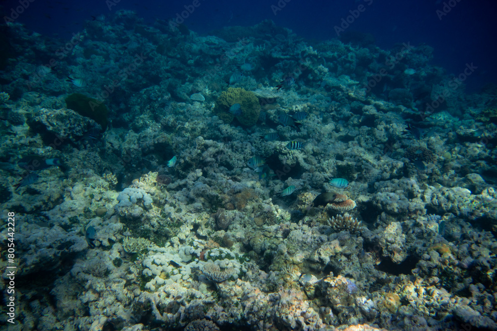 Beautiful tropical coral reef with shoal or red coral fish Anthias. Wonderful underwater world with corals, tropical fish