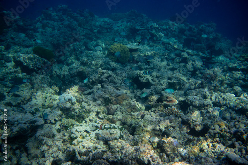 Beautiful tropical coral reef with shoal or red coral fish Anthias. Wonderful underwater world with corals  tropical fish