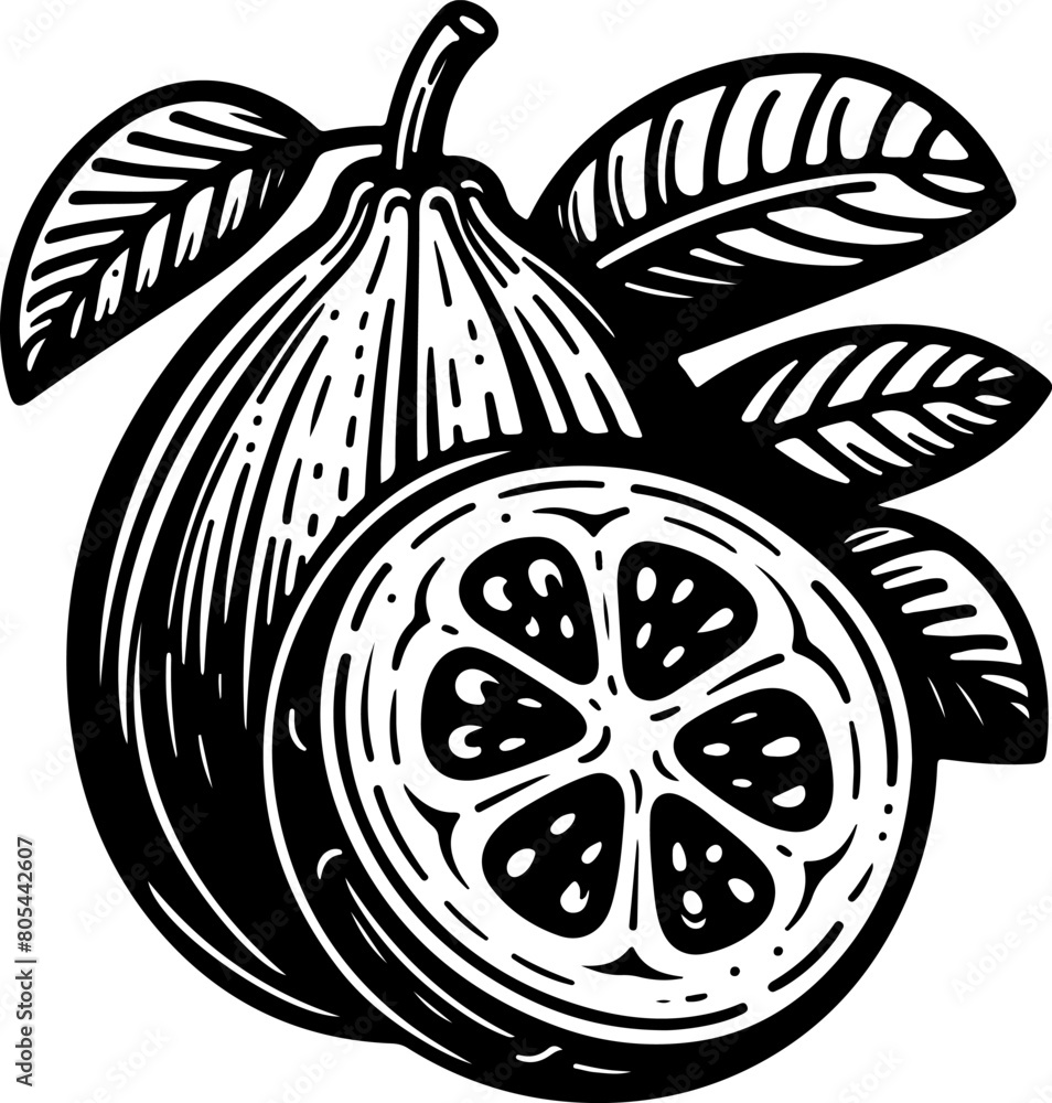 Guava black outline illustration. Coloring book. Guava black outline illustration. Coloring book.
