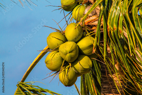 Coconut tree with coconuts on blue sky background. photo