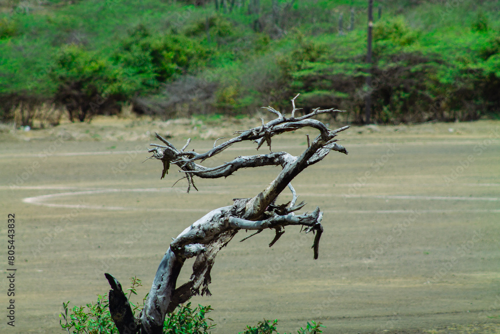Fototapeta premium Dead tree on the beach at Willemstad, Curacao
