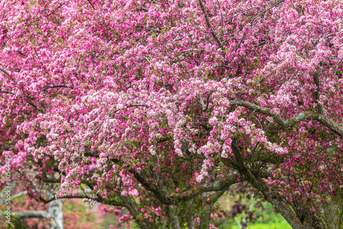 Crabapple tree in bloom in spring with dark and light pink petals closeup